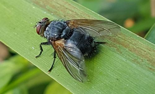 Réf. 214 529 : Nemoraea pellucida